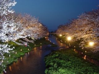 玉湯川桜並木写真１