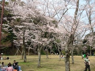 浜田城山公園の桜写真２