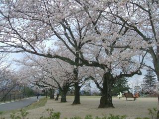 一の谷公園の桜写真１