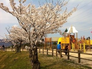 一の谷公園の桜写真２