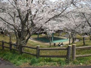 愛宕山公園の桜写真１