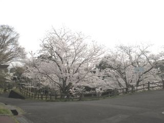 愛宕山公園の桜写真２