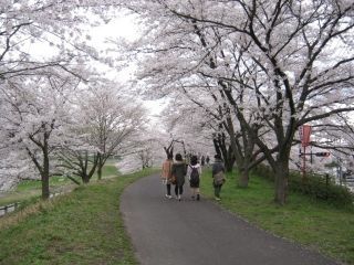 斐伊川堤防桜並木写真１