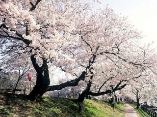 斐伊川堤防桜並木写真２