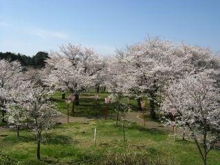 丸子山公園の桜写真１