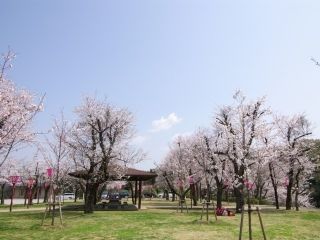 丸子山公園の桜写真２