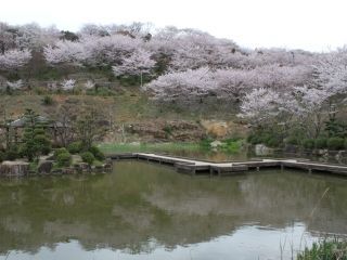 種松山公園西園地の桜写真２