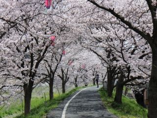 井原堤の桜写真１