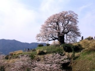 醍醐桜写真２