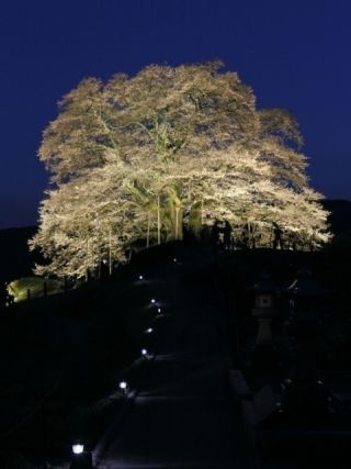 醍醐桜の写真３