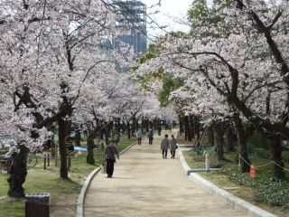 平和記念公園の桜写真１