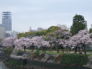 平和記念公園の桜写真２