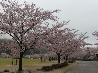 ピースリーホーム バンブー総合公園の桜写真２