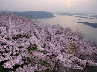 筆影山の桜写真１