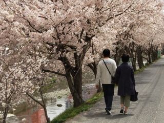 桜土手の桜並木の写真４