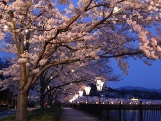 上野公園（広島県）の桜写真２