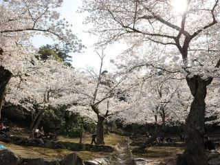 宮島の桜写真２