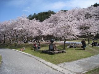 八千代湖周辺の桜写真１