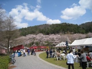 八千代湖周辺の桜写真２