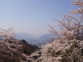 神ノ倉山公園の桜写真１
