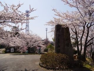 神ノ倉山公園の桜写真２