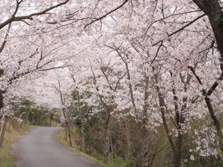 真道山千本桜の写真３