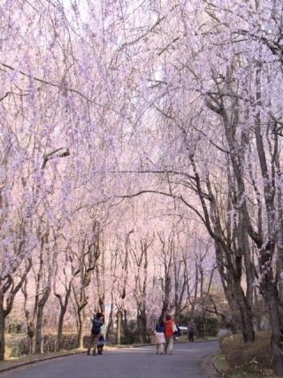 世羅 甲山ふれあいの里の桜写真１