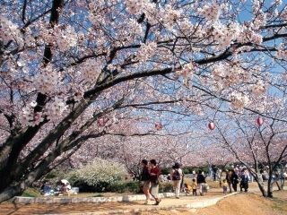 戦場ヶ原公園の桜写真１