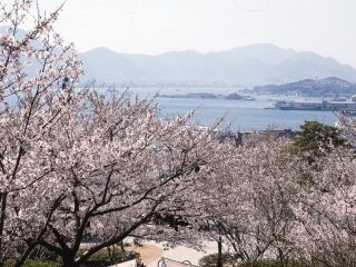 日和山公園（山口県）の桜写真１