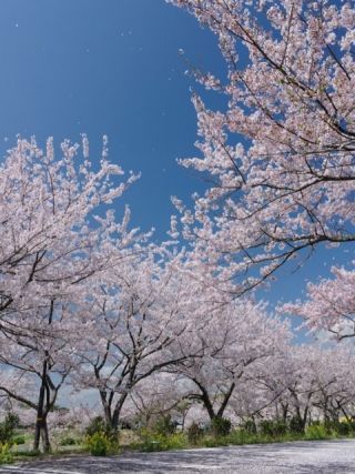 ときわ公園の桜写真１