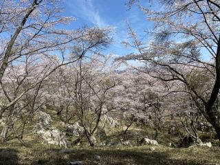 秋吉台家族旅行村「桜の園」の桜写真１