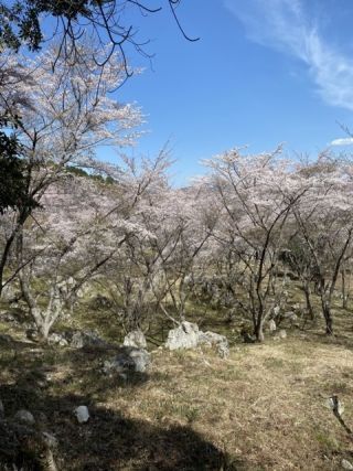 秋吉台家族旅行村「桜の園」の桜写真２