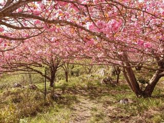 秋吉台家族旅行村「桜の園」の写真３