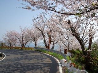 五条の千本桜写真２