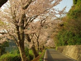 五条の千本桜の写真３