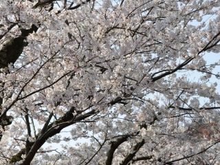 五条の千本桜の写真４