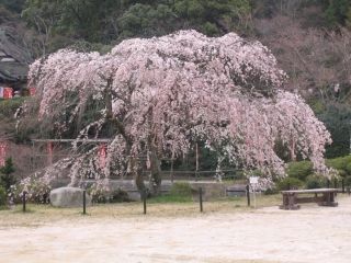 般若寺山の桜写真１