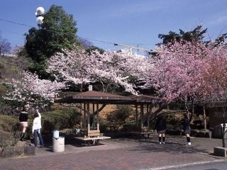 眉山公園の桜写真２