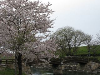 岩脇公園の桜写真１
