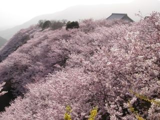 八百萬神之御殿の桜写真２