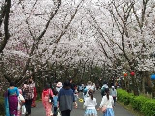 公渕森林公園の桜写真２