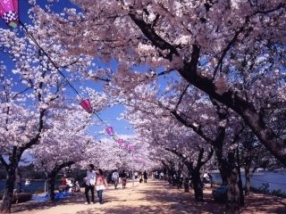 亀鶴公園の桜写真２