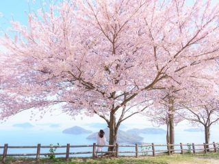 紫雲出山の桜写真２