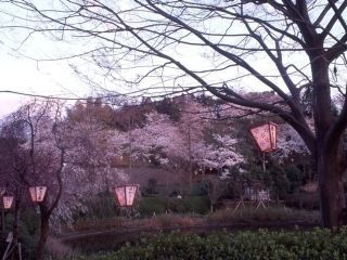 鹿ノ子池公園の桜写真２