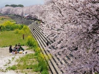 頓田川河川敷の桜写真１