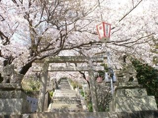 琴平公園の桜写真１