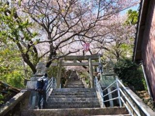 琴平公園の桜写真２