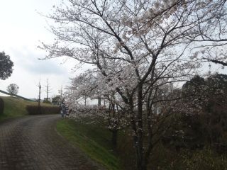 冨士山公園の桜写真２
