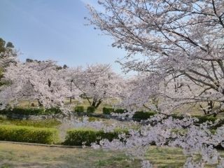 すすきヶ原入野公園の桜写真１