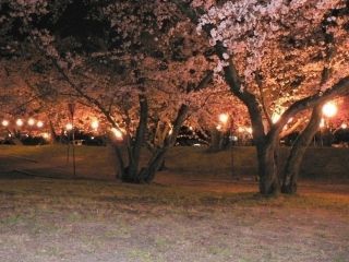 すすきヶ原入野公園の桜写真２
